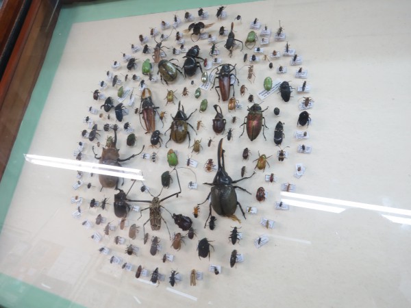 ResizedImage600450 Museo de Entomologia UNAH 5