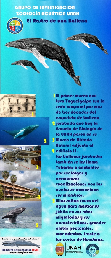 Historia de una Ballena Baner