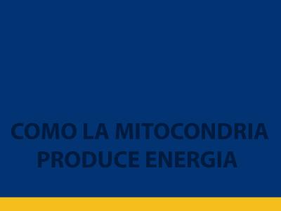 VIDEO COMO LA MITOCONDRIA PRODUCE ENERGIA