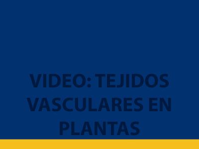 VIDEO:TEJIDOS VASCULARES EN PLANTAS
